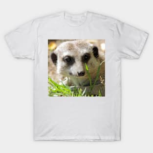 Meerkat 026 T-Shirt